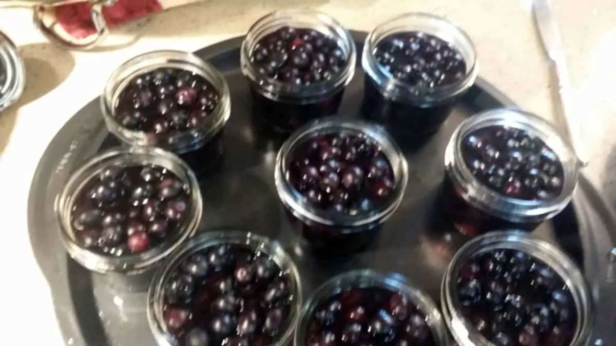 Canned blueberries on a metal tray.