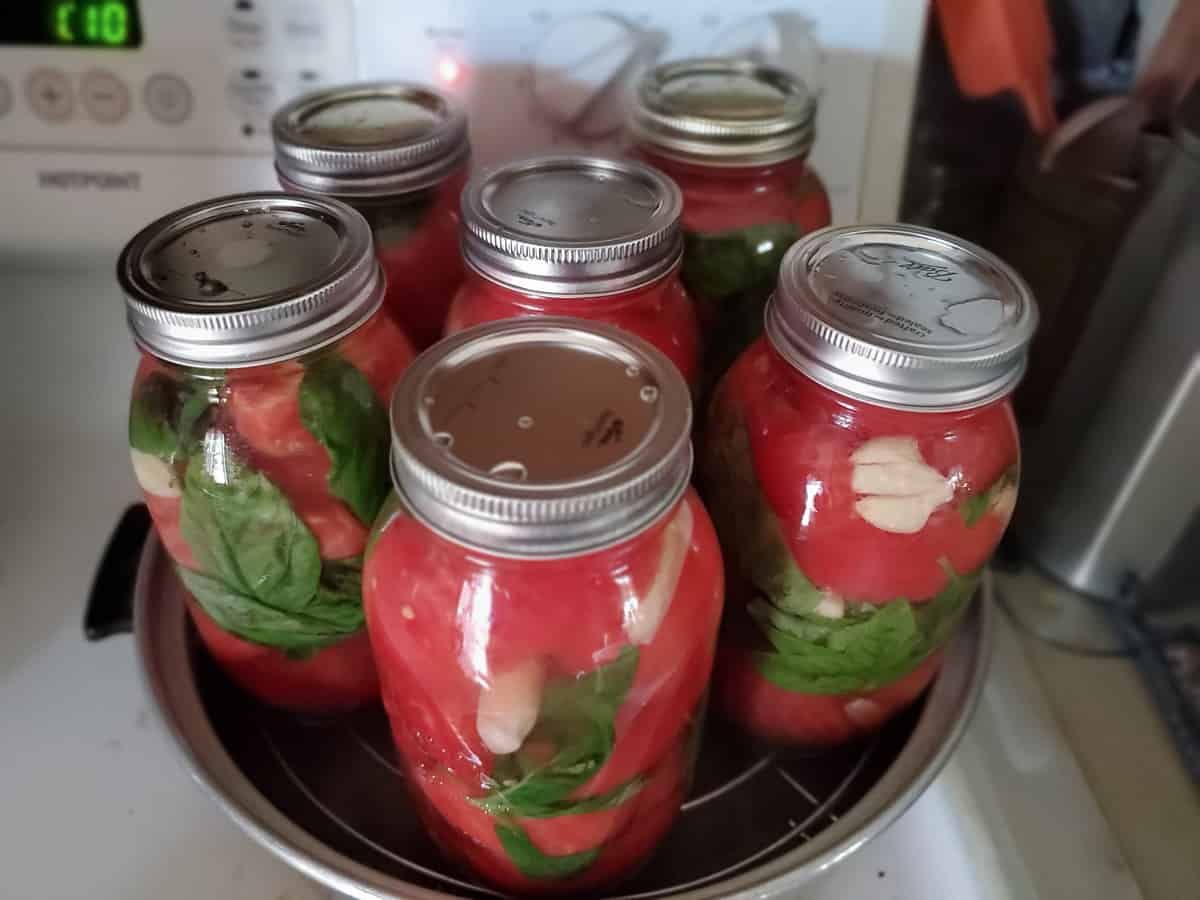 Canned whole tomatoes with basil and garlic in glass jars.
