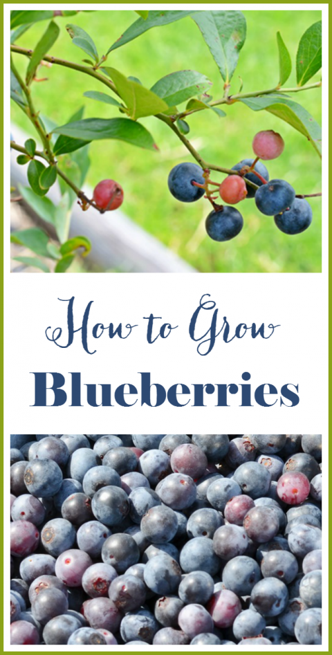 How To Grow Blueberries